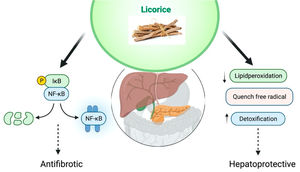 Poudre d'extrait de racine de réglisse biologique de haute qualité, naturelle, sans pollution, <span class=keywords><strong>best</strong></span>-seller, pour le soutien immunitaire des adultes, personnalisable, marine - Product Image 5