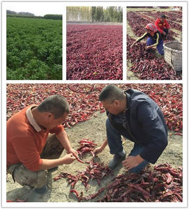 โรงงานจีน ZZH จำหน่ายพริกป่นแดงแห้งคุณภาพพรีเมียม 100% บริสุทธิ์ น้ำหนัก 25 กก. - Product Image 6