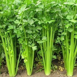 Factory Supply Springjia Food Grade CAS NO. 520-36-5 Chamomile <strong>Extract</strong> <strong>Celery</strong> <strong>Extract</strong> <strong>Celery</strong> <strong>Seed</strong> <strong>Extract</strong> 98% Apigenin - Product Image 3