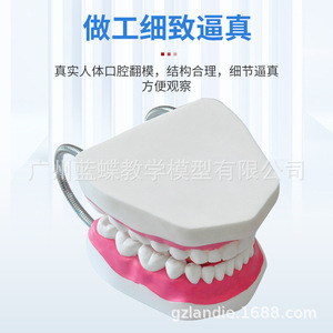 Modèle de dent de papillon bleu, modèle dentaire anatomique en PVC, portable, pour l'enseignement scolaire et les sciences médicales - Product Image 3