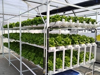Système hydroponique Nft Pvc Gouttières Plantation de légumes et graines de fraises