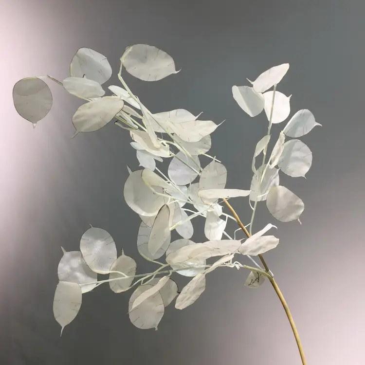 A-1066 Artificiale Lunaria Annuale Onestà Dollaro D'argento Foglie Delle Piante per la Cerimonia Nuziale Del Bambino Doccia Bouquet di Fiori