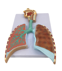 Modèle en relief du système respiratoire humain vert, <span class=keywords><strong>anatomie</strong></span> des poumons, matériau PVC, taille réelle, pour usage hospitalier et scolaire, modèle G-3020 - Product Image 5