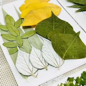 Toptan Gerçek Preslenmiş Çiçekler Yapraklar Lot Karışık Set Kurutulmuş Preslenmiş Çim Yeşil Pamuk Yaprağı Düğün Noel Dekorasyonu için - Product Image 4