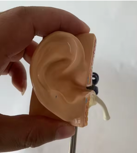 Anatomical Ear Model 3D Medical <b>Silicone</b> Educational <b>Tool</b> for Teaching Human Anatomy 12cm Base 9cm Height - Product Image 6