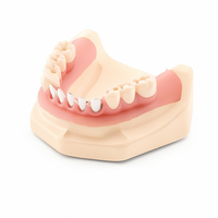 Modèle de démonstration dentaire Ecolab de qualité médicale, modèle Malo Bridge, couronne en zircone, prothèse implantaire pour étudiants en dentisterie, conforme ISO