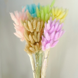 PPL30 Herbe de queue de lièvre, vente chaude, qualité A, fleurs séchées naturelles, queues de lapin, herbe séchée <span class=keywords><strong>Lagurus</strong></span> Ovatus pour la décoration - Product Image 2