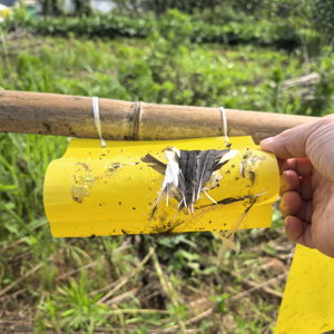 Colle thermofusible à base de caoutchouc synthétique <span class=keywords><strong>SBS</strong></span>/SEBS, adhésif sensible à la pression pour la construction et l'emballage, piège à insectes volants - Product Image 3