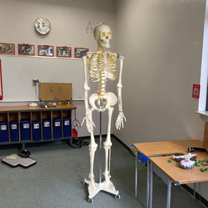 <span class=keywords><strong>Esqueleto</strong></span> educativo médico de todo el cuerpo 170cm <span class=keywords><strong>esqueleto</strong></span> <span class=keywords><strong>humano</strong></span> 3D de tamaño completo - Product Image 2