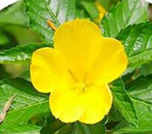 عالية الجودة الخام الجملة العشبية الشاي ورقة شجرة دامِيانَة المجففة داميانا يترك - Product Image 5