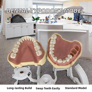 Modelo de dientes reemplazables Typodont para práctica dental Goma dura Enseñanza estándar Preparación de la cavidad oral en la ciencia médica - Product Image 3