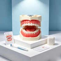 Modèle anatomique dentaire HZMIM Edu, modèle de dents standard avec dents amovibles à visser, démonstration de gencives souples pour la dentisterie