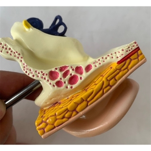 Recursos de enseñanza médica, modelo anatómico de oreja médica, modelo educativo de oreja, modelo de oreja de tamaño real con alta tasa de recompra - Product Image 6