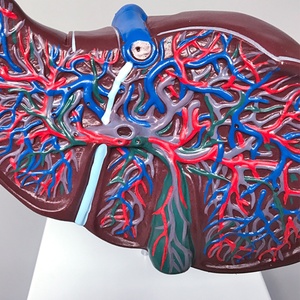Modèle anatomique du foie humain de haute qualité et au meilleur prix pour l'enseignement et l'apprentissage de la <span class=keywords><strong>biologie</strong></span> - Product Image 2