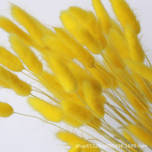 Venta de Fábrica: Cola de Perro Decorativa, Cola de Zorro, Hierba Seca de Pampa, Cola de Conejo Natural, Ramo de Flores <span class=keywords><strong>WAFA</strong></span> - Product Image 3