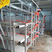 La Chine Poulette Poulet Poulet Poulailler Type H Poussin Cage avec Prix Compétitif