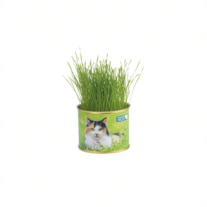 Kit de Cultivo de Hierba para Gatos Latta Flower en Lata para Mascotas de Interior con Brotes Verdes Frescos y Contenedor Reutilizable - Product Image 2