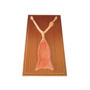 Modello Anatomico Didattico di Utero Canino per Dissezione Medica - Product Image 1