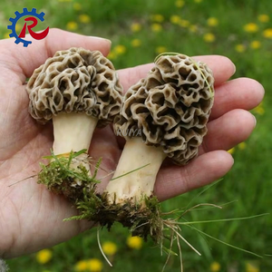 Équipement de culture des morilles, machine à ensacher le <span class=keywords><strong>substrat</strong></span> et à remplir le compost avec moteur, essentiel <span class=keywords><strong>pour</strong></span> la culture des champignons - Product Image 3