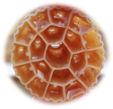 K1 Midia Ecochip Portador K5 Mbbr Bio Chip Mbbr Mediadier anneau en plastique station d'épuration des eaux usées transporteur Reattore Mbbr Media - Product Image 3