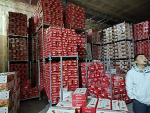 Bio-Karotte Sorte 316 Rot 20cm 0,15kg Karton Frisches Lebensmittel Umbellige Gemüseart Shandong 3 Monate Haltbarkeit Kühllagerung - Product Image 6