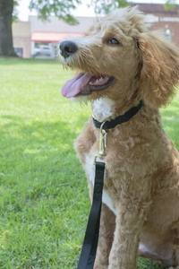 Kerah anjing nilon mewah hitam dengan pita bergaris sedang 13 hingga 16 inci leher <span class=keywords><strong>3</strong></span>/4 inci gaya sederhana lebar - Product Image 3