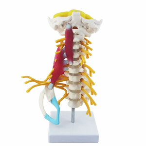 Modèle de colonne cervicale modèle de vertèbre cervicale modèle de <span class=keywords><strong>squelette</strong></span> humain pour l'enseignement des sciences médicales - Product Image 4