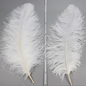 Pied de <span class=keywords><strong>plume</strong></span> d'autruche blanche artisanal de 70-75 cm - Product Image 2