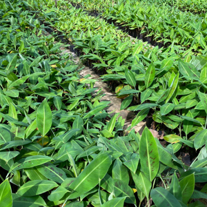 Proveedor de Plántulas de Cultivo de Tejido de Plátano Cavendish de Alto Rendimiento y Calidad Premium de Indonesia - Product Image 1