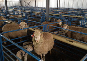 บ้านสําเร็จรูปแพะโรงเก็บโลหะฟาร์มแกะก่อสร้างโครงสร้างเหล็กแพะแกะบ้านไร่ - Product Image 2