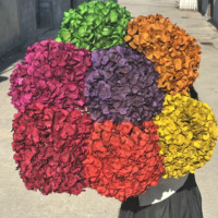 Hydrangeas séchées naturelles à grandes feuilles, fleurs décoratives, plantes éternelles, diamètre 22-28 cm, pour la décoration intérieure, directement de l'usine