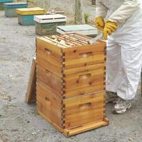Nouvelle ruche Langstroth complète à 3 niveaux, 10 cadres, en bois de sapin enduit de cire d'abeille, kit de démarrage de ruche avec cadres