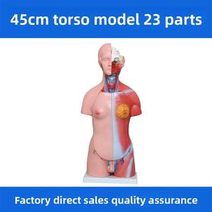 Modelo de Anatomía Humana con Órganos Desmontables, Sistema Truncal de 45 cm, 23 Componentes, Material de PVC, Educación en Ciencias Médicas, MAXCARE MAC-YJ95 - Product Image 3