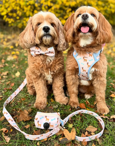 Conjunto de Coleira para Gato e Cachorro Colete Bonito à Prova de Fuga para Caminhadas Confortável Ajustável com Guia e Refletivo para Atividades ao Ar Livre - Product Image 6