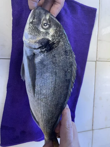 Orata di Mare Congelata, Pesce Orata di Mare da Allevamento - Product Image 3