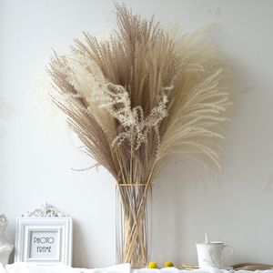 Pampas Naturales Secas y Eternas, Decoración Interior Ecológica y Duradera, <span class=keywords><strong>Cortaderia</strong></span> Selloana Decorativa - Product Image 5