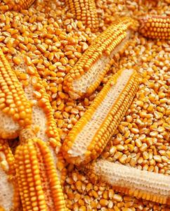 Máquina móvil de secado de granos para arroz, semillas, trigo y maíz; secadora de arroz para agricultura - Product Image 2
