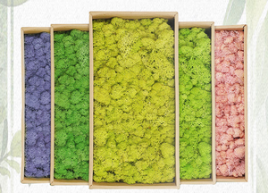 <span class=keywords><strong>Mousse</strong></span> <span class=keywords><strong>de</strong></span> renne préservée multicolore, <span class=keywords><strong>mousse</strong></span> naturelle séchée pour décoration murale, terrarium, artisanat, vente en gros - Product Image 5