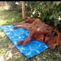 Tapis rafraîchissant pour animaux de compagnie en gel-mousse écologique et durable, imprimé moderne bleu royal, imperméable, pour l'été, pour chiens et chats