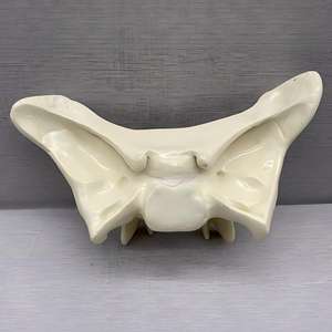 Modelo Anatómico Ampliado del Hueso Esfenoidal Humano - Herramienta de Enseñanza Anatómica para la Educación Médica - Product Image 6