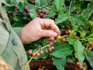 Café en grains entiers torréfiés, spécialité éthiopienne, <span class=keywords><strong>torréfaction</strong></span> moyenne foncée, vente en gros - Product Image 2