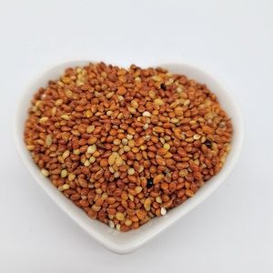 Millet Híbrido Perla de Alta Calidad, en Grano <span class=keywords><strong>Amarillo</strong></span>, Blanco, Rojo y Dorado, para Venta al por Mayor a Granel, Suministro de Fábrica - Product Image 6