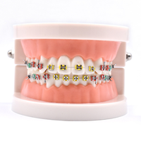 Modelo de higiene Dental de alta calidad, modelo pequeño de ciencia médica, para enseñanza Oral