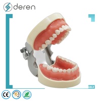 Modèle de dents anatomiques en gros, aspect réaliste, pour la formation scolaire et l'affichage éducatif