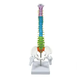 Didactic Teaching Vertebral Column with Pelvis Spine Sacrum Coccyx Spine Model
