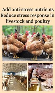 Vitamines pour Poulets de Chair Croissance Rapide et Gain de Poids Aliment de Croissance pour Poulets Booster de Croissance pour Poulets de Chair - Product Image 5