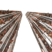 Cage de type A pour poules pondeuses, cage en batterie pour poulets de ferme, poulailler pour fermes avicoles