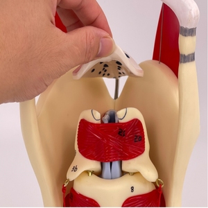 Modelo agrandado <span class=keywords><strong>de</strong></span> estructura y función humana, modelo <span class=keywords><strong>de</strong></span> Anatomía <span class=keywords><strong>de</strong></span> cavidad laríngea, modelo <span class=keywords><strong>de</strong></span> anatomía <span class=keywords><strong>de</strong></span> cabeza <span class=keywords><strong>de</strong></span> <span class=keywords><strong>garganta</strong></span> - Product Image 2