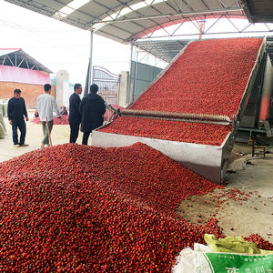 Máquina secadora <span class=keywords><strong>de</strong></span> tomates secos a gran escala y <span class=keywords><strong>Chile</strong></span> <span class=keywords><strong>Cayenne</strong></span> Pepper Secadora para pimienta negra - Product Image 6