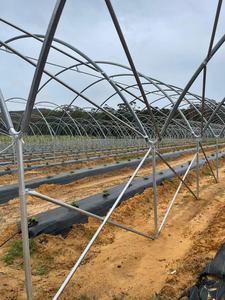 Invernadero Agrícola Tipo Túnel Macro Más Económico - Product Image 6